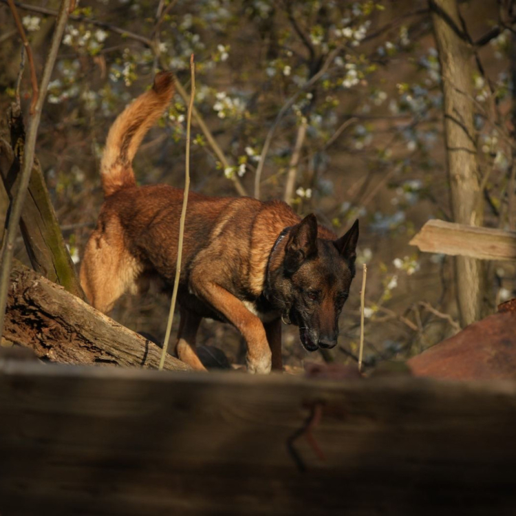 A bulldozer arrived in Banjsko Polje; Special units sent; Media claim: The tunnel exists