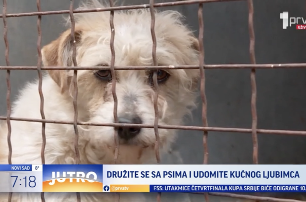Otvoren dan u prihvatilištu za pse: Druženje sa životinjama VIDEO