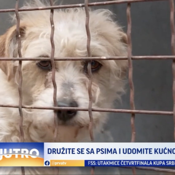 Otvoren dan u prihvatilištu za pse: Druženje sa životinjama VIDEO