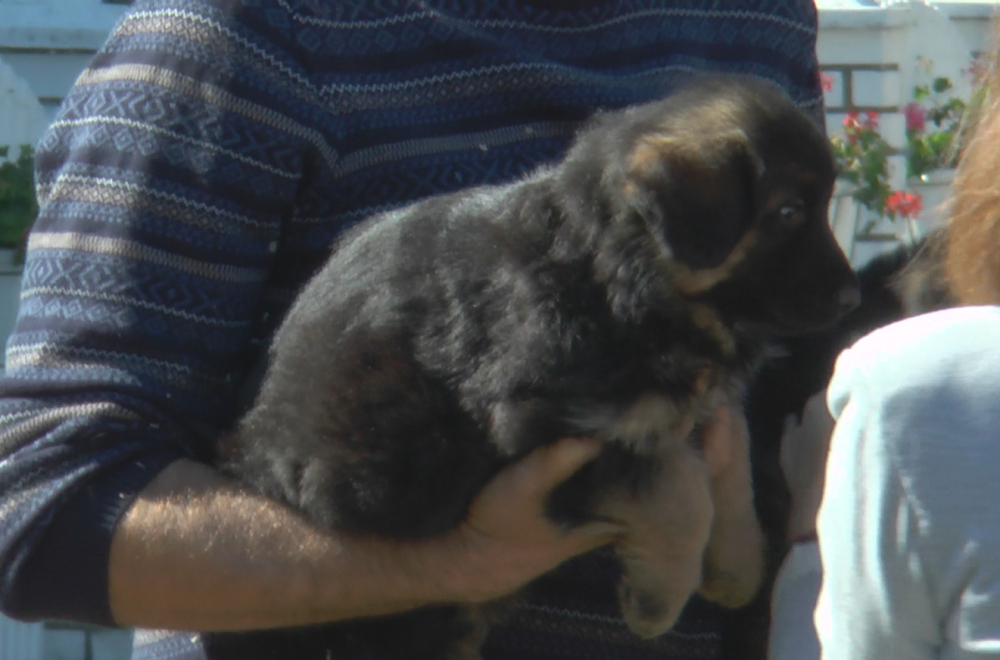 Kupci iz čitavog sveta žele srpske rasne pse: Oni od nemačkih ovčara prave šampione FOTO