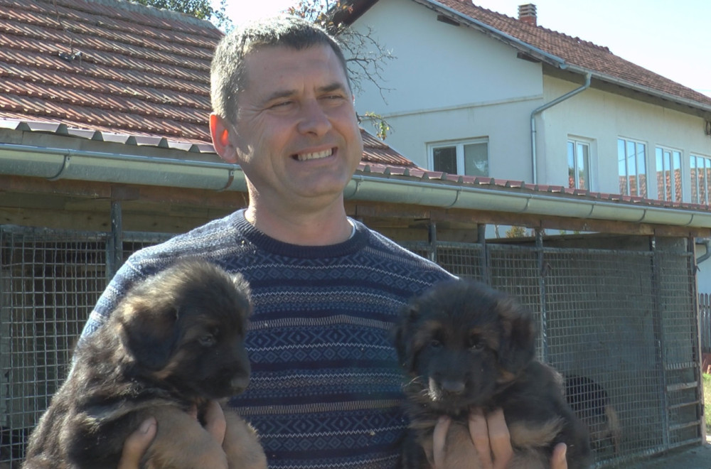 Kupci iz čitavog sveta žele srpske rasne pse: Oni od nemačkih ovčara prave šampione FOTO