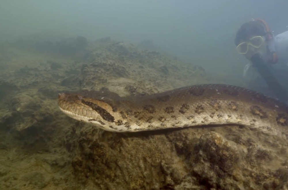 Zašto je ubijena najveća anakonda na svetu? VIDEO