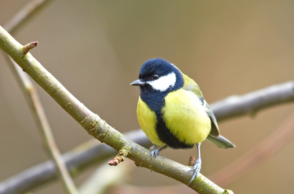 Senice formiraju ''bar-kodove'' kako bi pronašle sakrivenu hranu