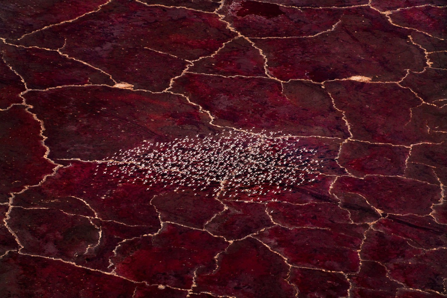 Zastrašujuće jezero koje životinje pretvara u kamen FOTO