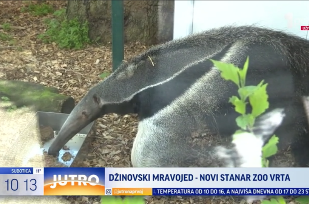 Beogradski zoo-vrt dobio novog, džinovskog stanara VIDEO