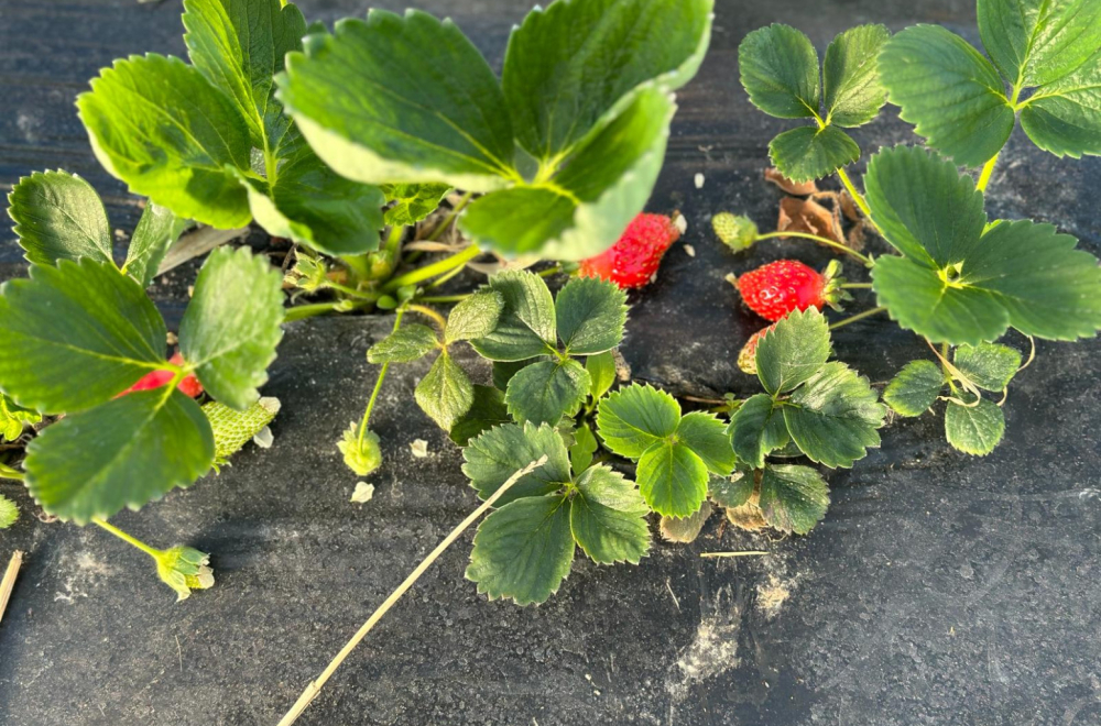 Stigle prve domaće jagode: U ovom plasteniku kod Čačka je sve prirodno