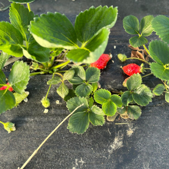 Stigle prve domaće jagode: U ovom plasteniku kod Čačka je sve prirodno