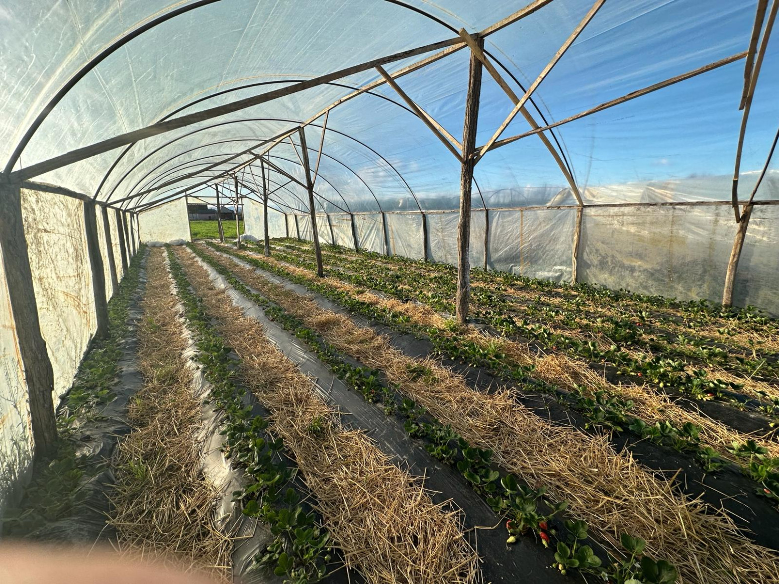 Stigle prve domaće jagode: U ovom plasteniku kod Čačka je sve prirodno