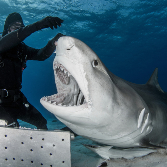 Šokantan prizor iz Budve: Ulovljena ajkula od 200 kilograma FOTO