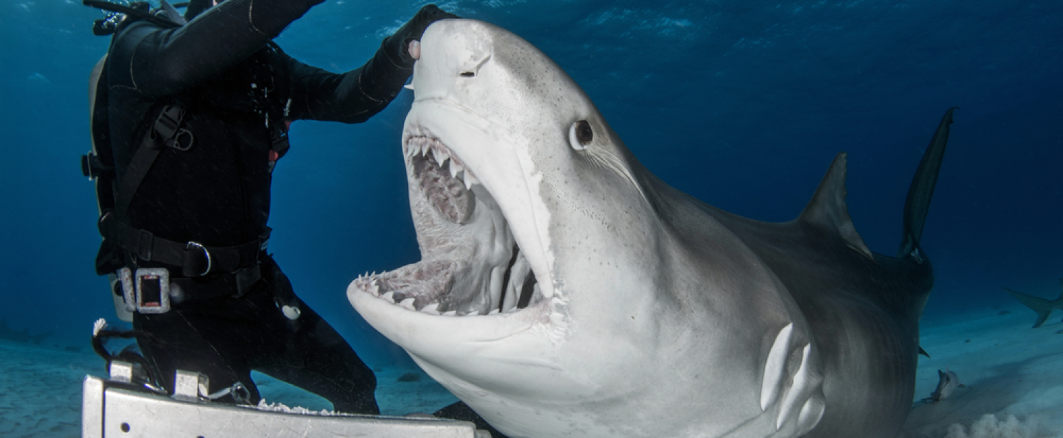 Šokantan prizor iz Budve: Ulovljena ajkula od 200 kilograma FOTO