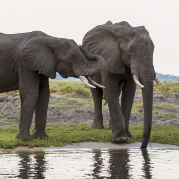 Afrika: Odgovor Bocvane na odluku Nemačke da ograniči uvoz lovačkih trofeja - "evo vam 20.000 slonova"
