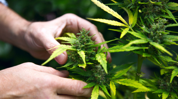 Još jedna evropska zemlja odobrila upotrebu medicinskog kanabisa za određene bolesti
