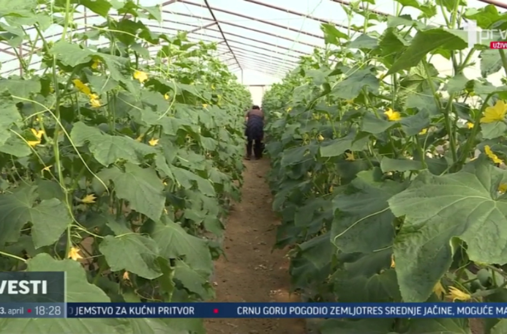 Počela berba krastavaca u Leskovcu VIDEO