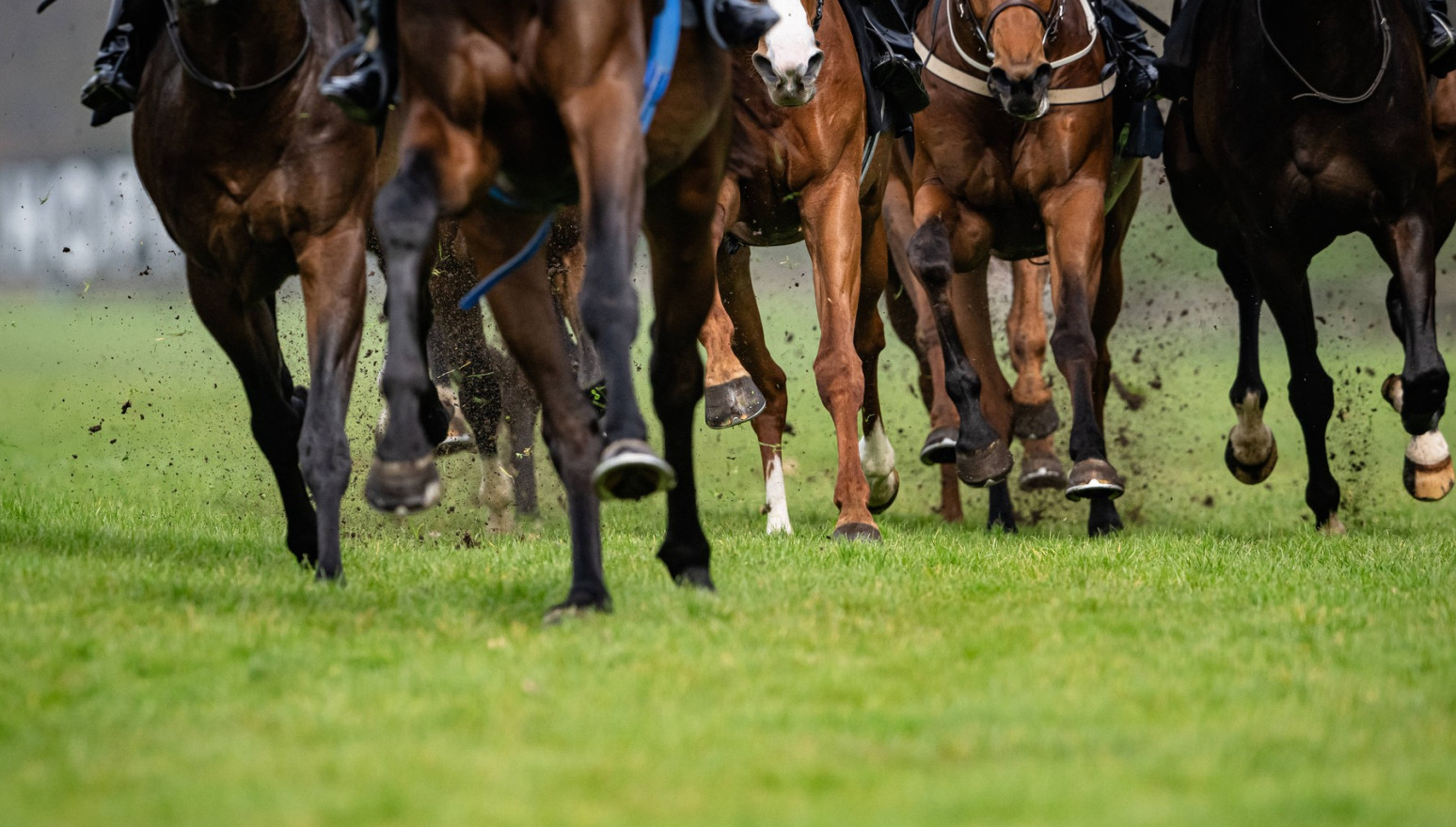 Porastao broj smrti konja na trkama u SAD