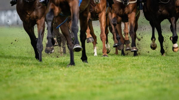 Porastao broj smrti konja na trkama u SAD