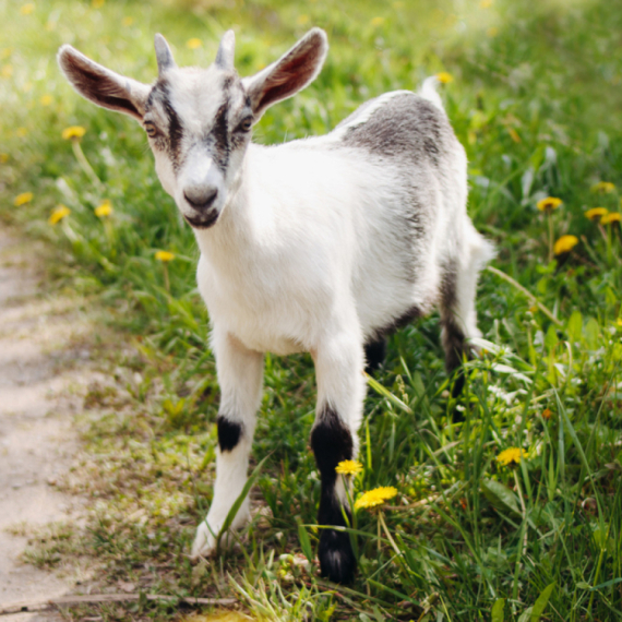 Italijansko ostrvo nudi koze na poklon