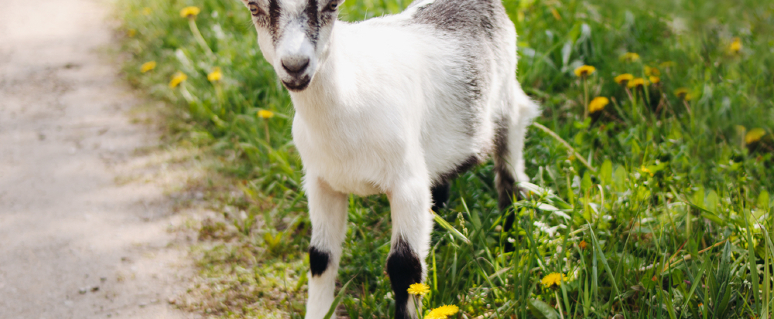 Italijansko ostrvo nudi koze na poklon