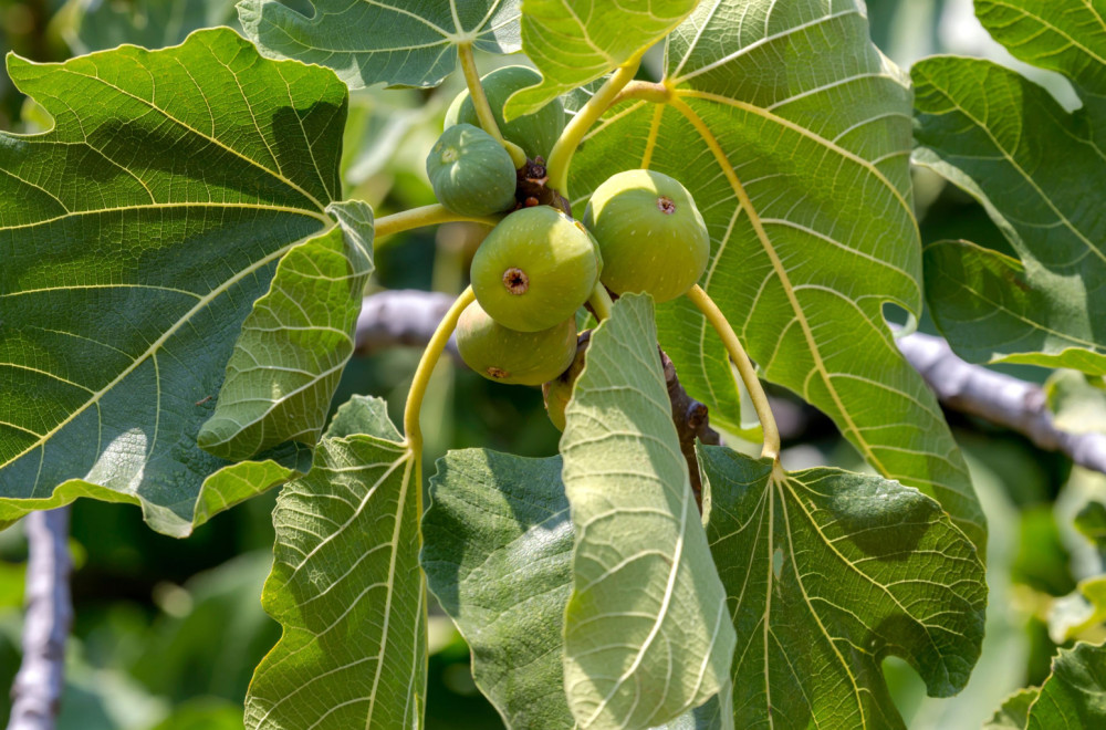 Ovo voće je prava riznica zdravlja: Ima niz zdravstvenih prednosti