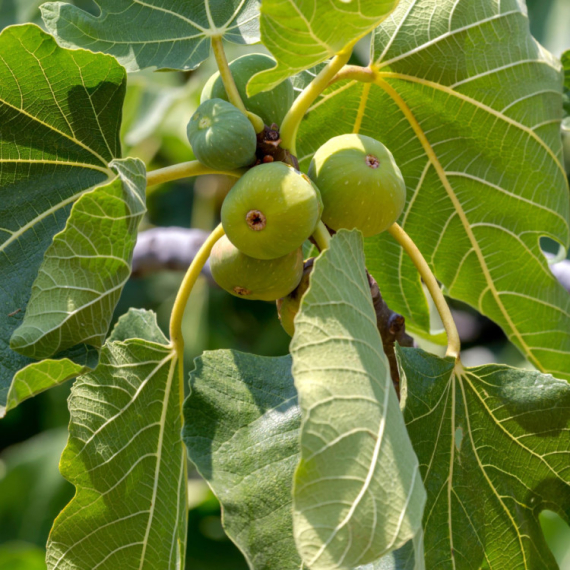 Ovo voće je prava riznica zdravlja: Ima niz zdravstvenih prednosti