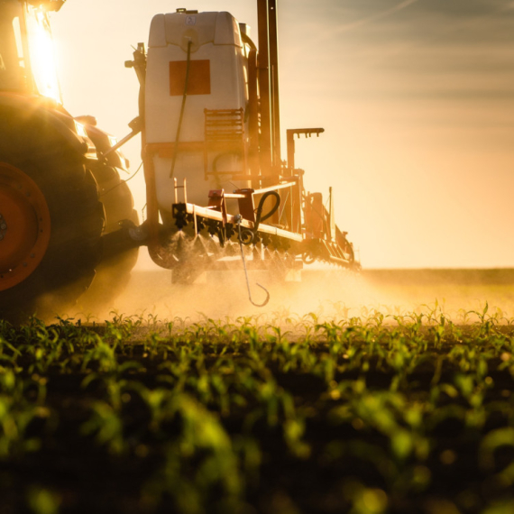 Francuska odobrava farmerima da koriste više pesticida za zaštitu šećerne repe