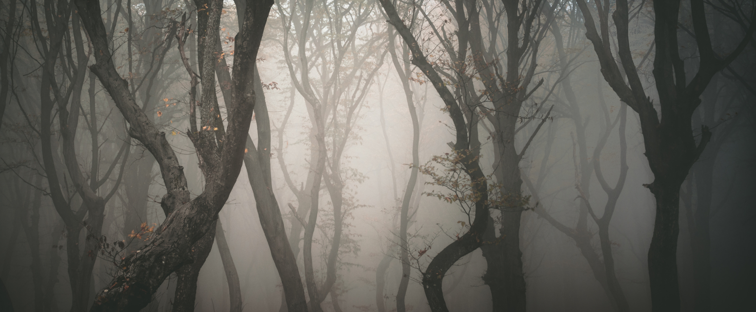 Ovo je najjezivija šuma na svetu: Veruje se da je ukleta, a nalazi se u susednoj zemlji FOTO