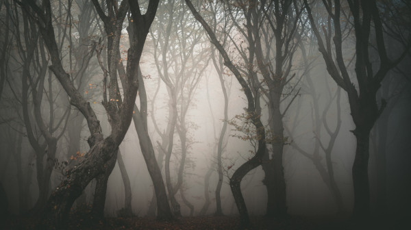 "Vukoje....": Bloger izdvojio srpsku reč, komentari pljušte VIDEO