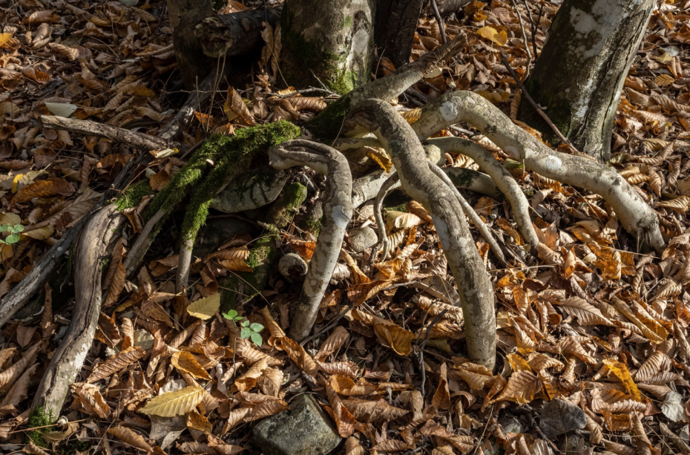 Ovo je najjezivija šuma na svetu: Veruje se da je ukleta, a nalazi se u susednoj zemlji FOTO