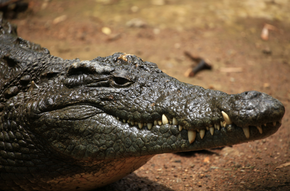 Najstariji američki aligator na svetu nalazi se u Beogradu