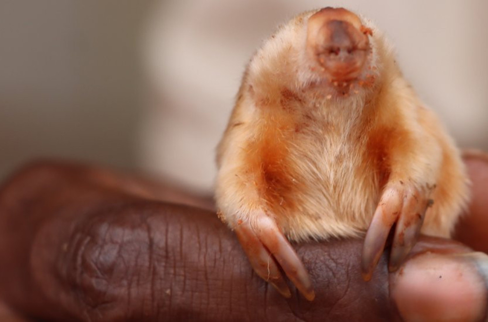 Životinje: Retko slepa krtica fotografisana u australijskoj prirodi