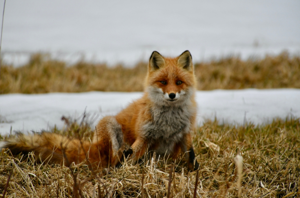 Kako je lisica koštala Hrvate 25.000 evra