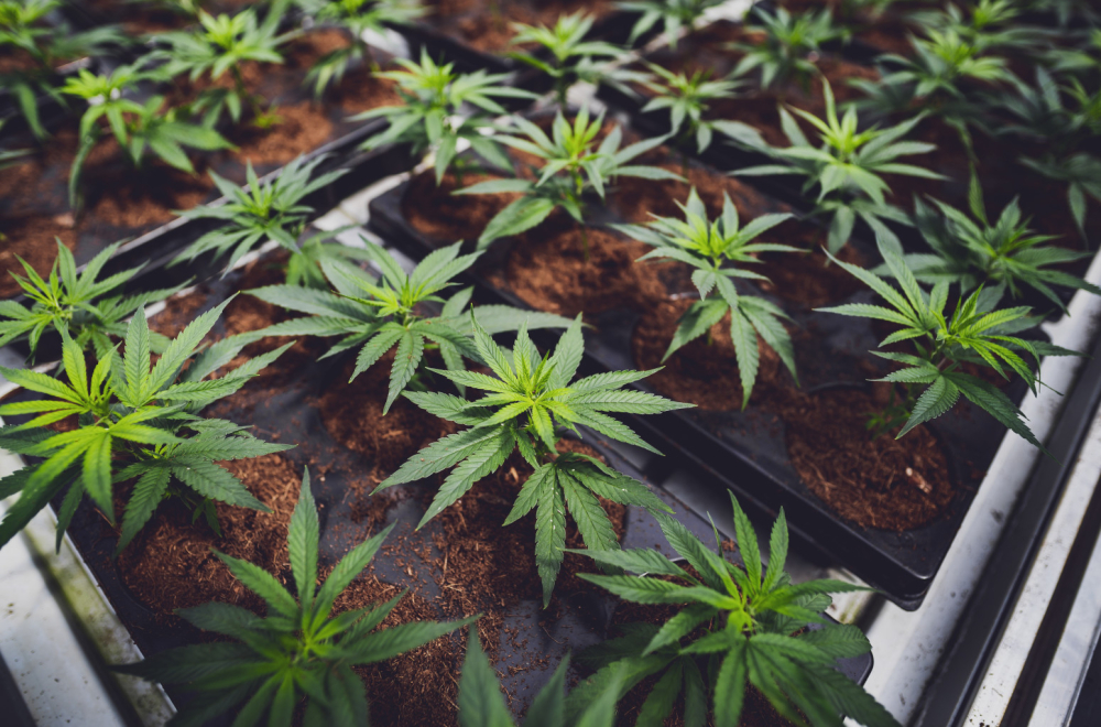 Na dve lokacije otkrivene mini laboratorija i oprema za uzgoj marihuane