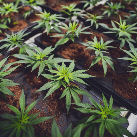 Policija u Kragujevcu otkrila laboratoriju za proizvodnju marihuane