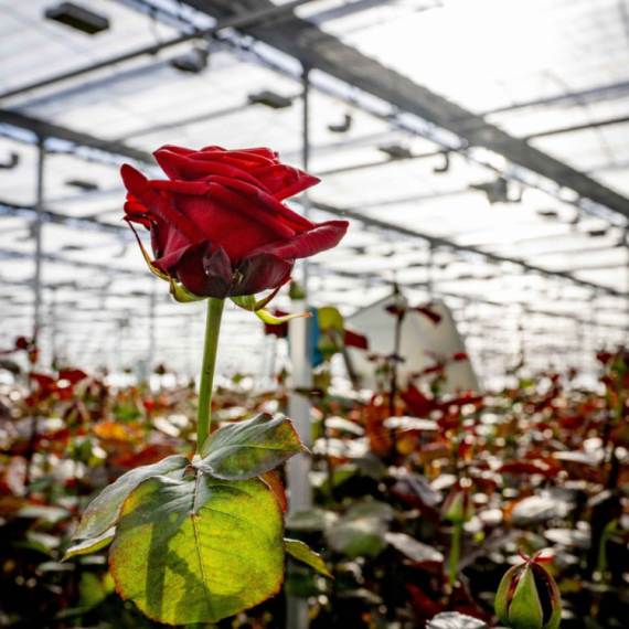 Svete, budi se: Imamo još dve godine...