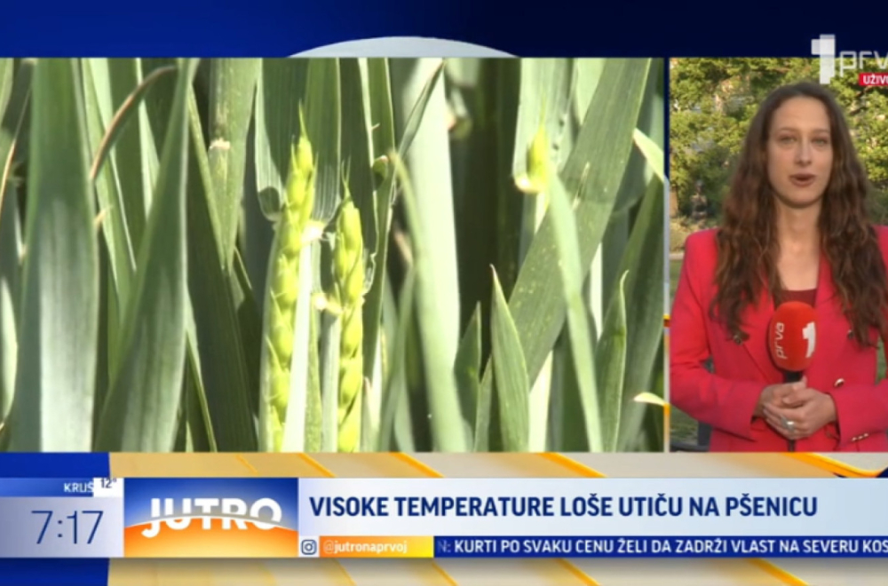 Visoke temperature loše utiču na pšenicu VIDEO
