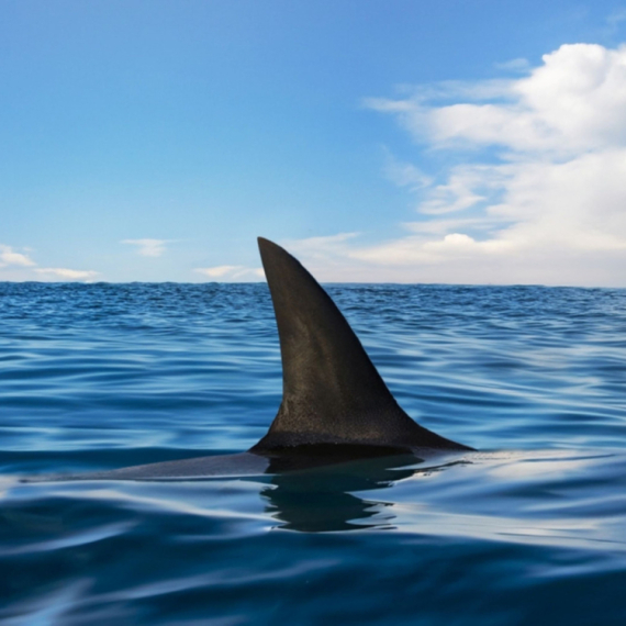 Izgubila ravnotežu i sa daske pala pravo na morskog psa VIDEO