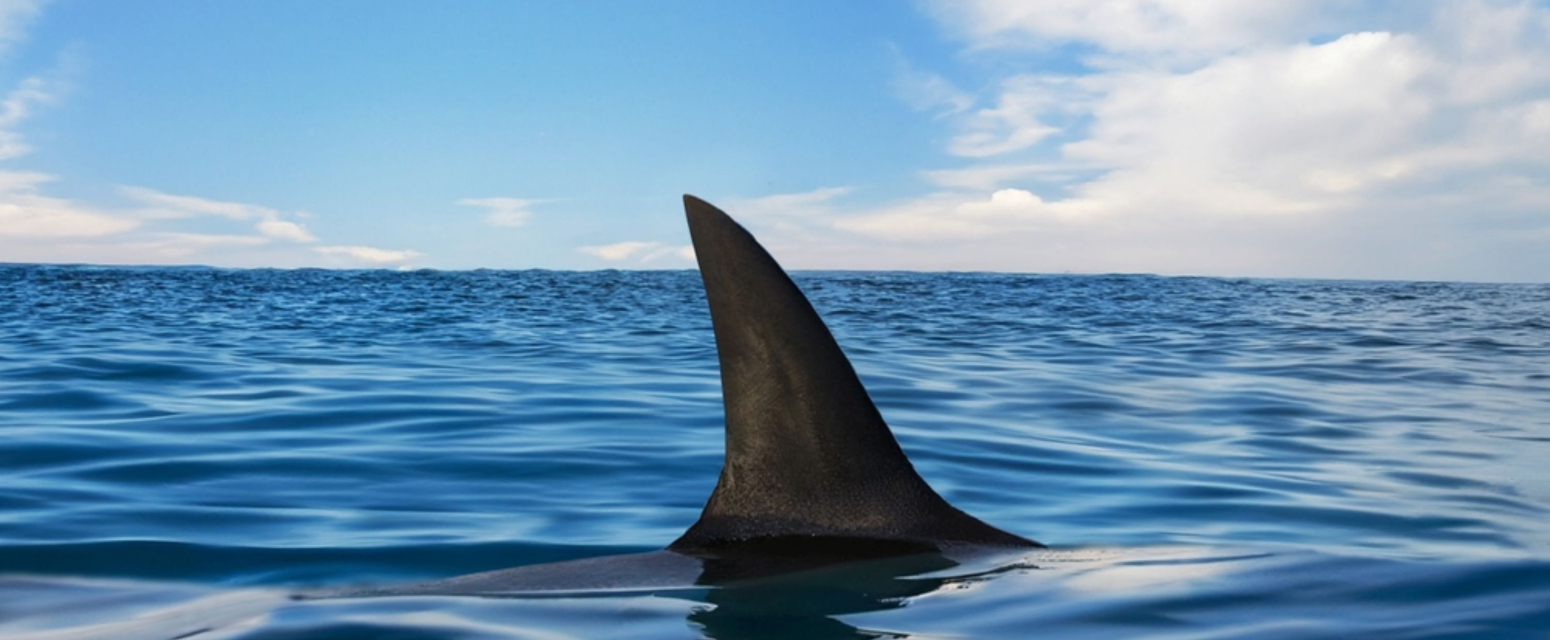 Ajkula duga 3,5 metara snimljena kod poznatog grčkog letovališta VIDEO