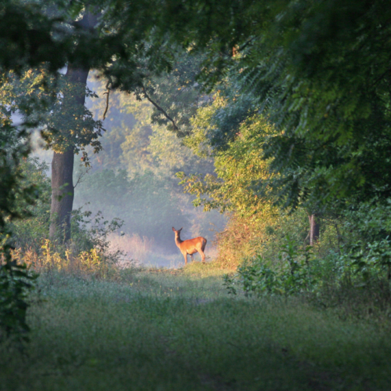 Oči u oči sa šumskim gorostasom: Neverovatan susret na Kopaoniku FOTO