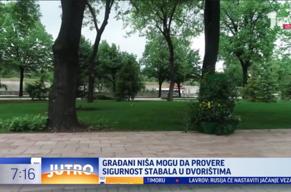 Nišlije zabrinute: Sada mogu da provere stabla i u svojim dvorištima VIDEO