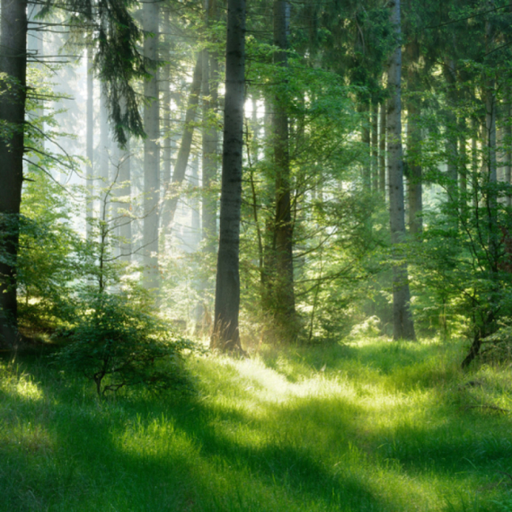 Životinja usred noći pala sa drveta pravo na Andreja: Dokazano da je reč o novoj vrsti FOTO