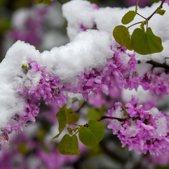 Sneg u Srbiji: RHMZ otkrio gde će padati večeras