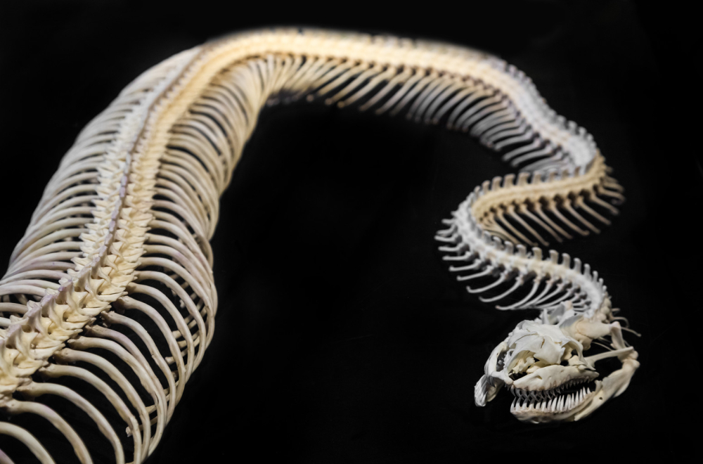 Otkriveni fosilni ostaci jedne od najvećih zmija koja je ikada živela