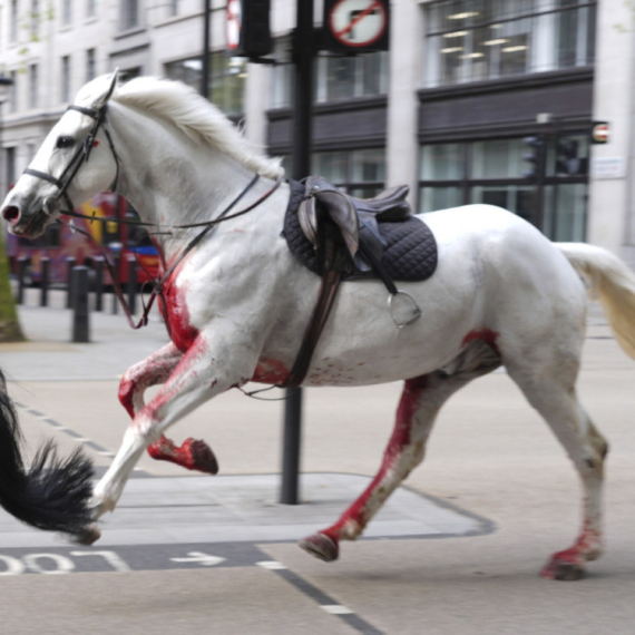 Haos na ulicama prestonice: Konji jure ulicama, jedan sav krvav; Ljudi panično beže VIDEO