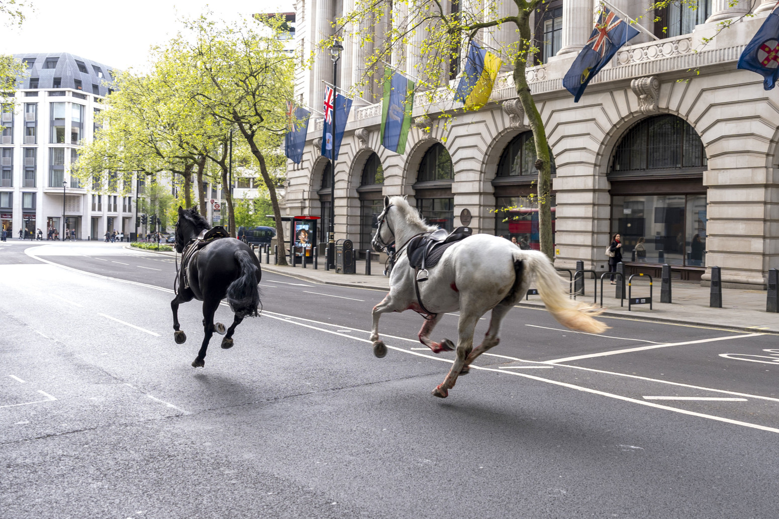 Chaos on the streets of the capital: Horses run through the streets, one covered in blood; People run away