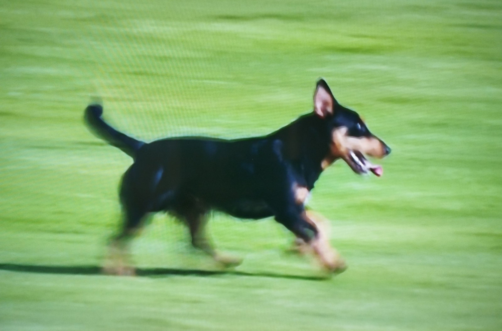 Nezvani gost na "Čika Dači" – pas prekinuo meč Radničkog i Vojvodine