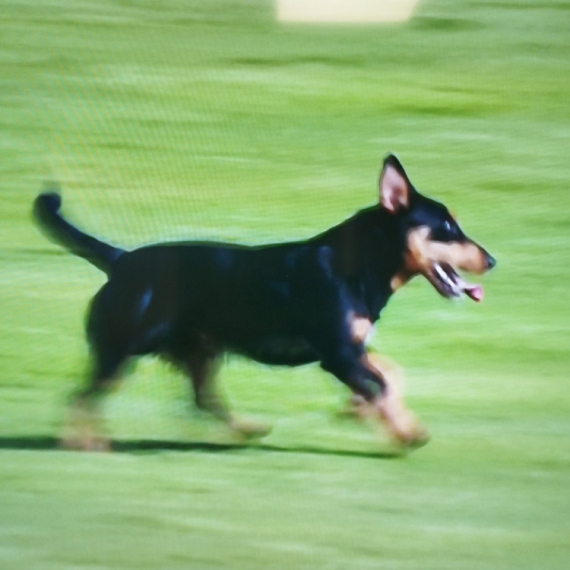 Nezvani gost na "Čika Dači" – pas prekinuo meč Radničkog i Vojvodine