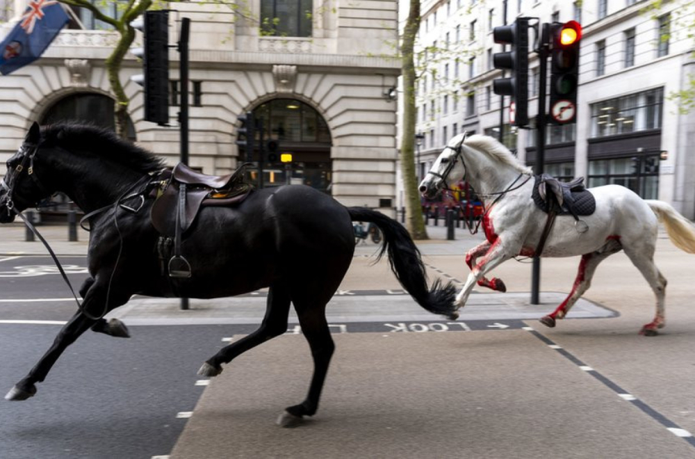 Odbegli konji u Londonu: "Prerano" za priču o povratku životinja u službu, kažu iz vojske
