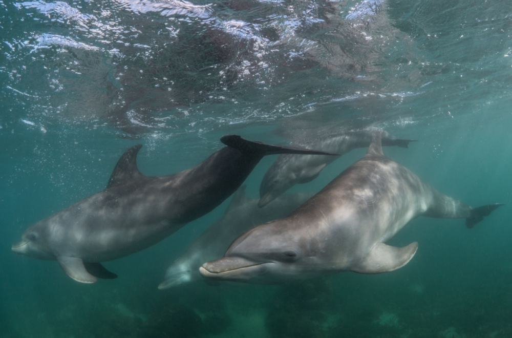 Nadrogirani delfini vladaju Meksičkim zalivom VIDEO