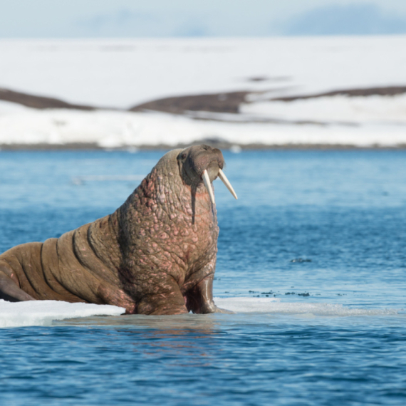 Bizarna kazna za turistu: Koliko košta "uznemiravanje" morža?