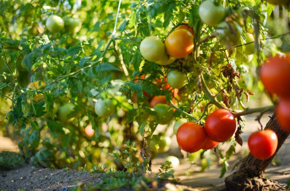 Ovde se nalazi najveća fabrika povrća u Srbiji