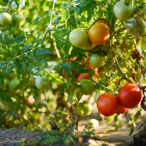 Paradajz "evoluira unazad"